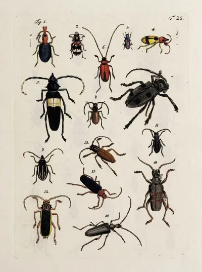 Archives De Lhistoire Des Insectes Pl 26