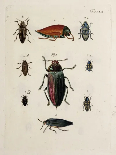 Archives De Lhistoire Des Insectes Pl 29