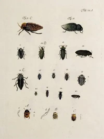 Archives De Lhistoire Des Insectes Pl 30