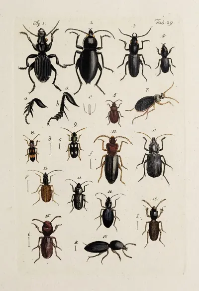 Archives De Lhistoire Des Insectes Pl 31