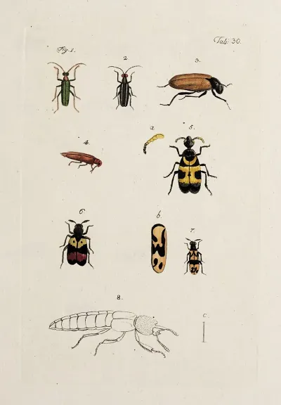 Archives De Lhistoire Des Insectes Pl 32