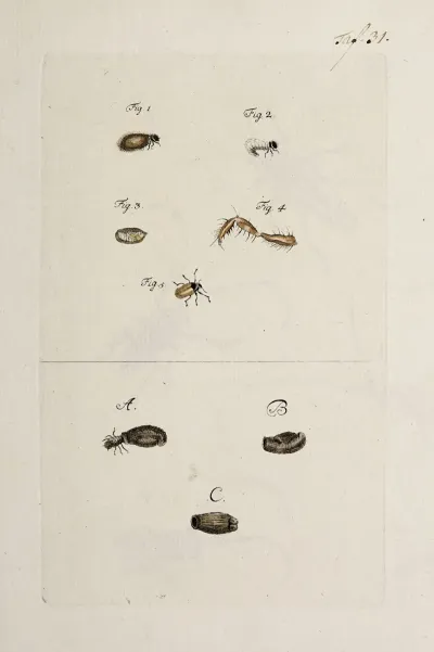 Archives De Lhistoire Des Insectes Pl 33