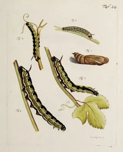 Archives De Lhistoire Des Insectes Pl 35