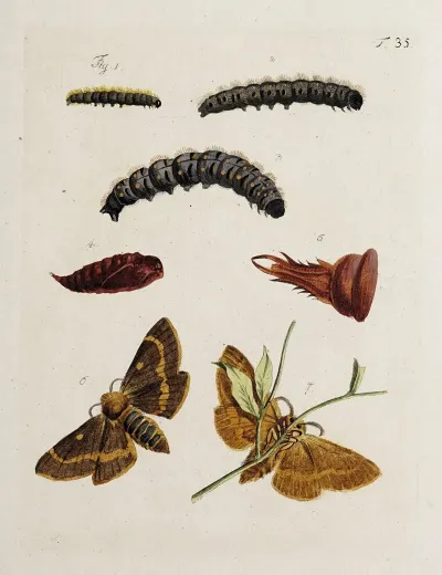 Archives De Lhistoire Des Insectes Pl 37