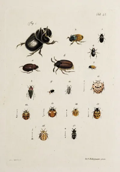 Archives De Lhistoire Des Insectes Pl 38