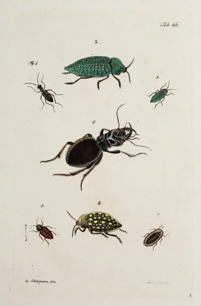 Archives De Lhistoire Des Insectes Pl 41