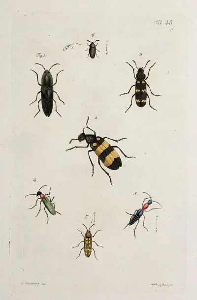 Archives De Lhistoire Des Insectes Pl 43