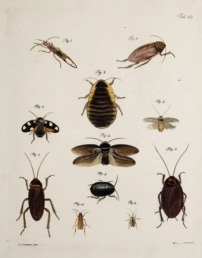 Archives De Lhistoire Des Insectes Pl 44
