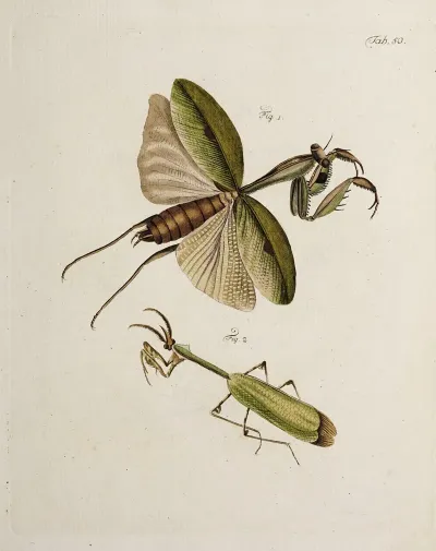 Archives De Lhistoire Des Insectes Pl 45