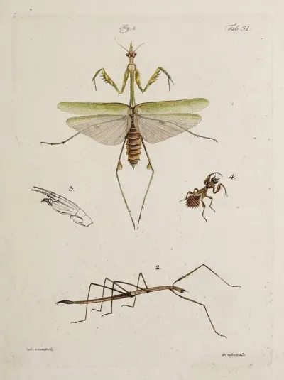 Archives De Lhistoire Des Insectes Pl 46