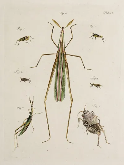 Archives De Lhistoire Des Insectes Pl 47