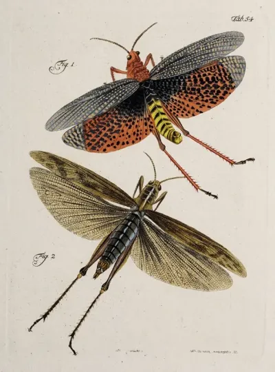 Archives De Lhistoire Des Insectes Pl 49