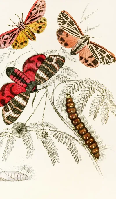 Arctia Hebe Spilosoma Arge Spilosoma Aerea Spilosoma Virgo