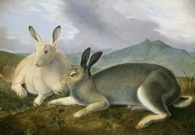 Arctic Hare
