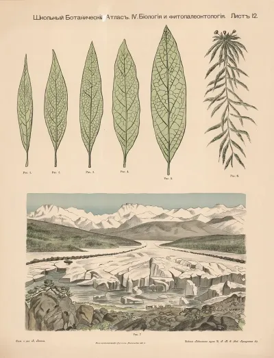 Arctic Plants