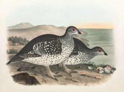 Arctic Sharp Tailed Grouse