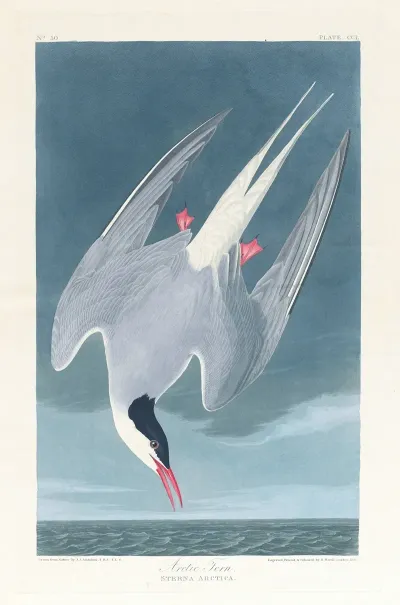 Arctic Tern