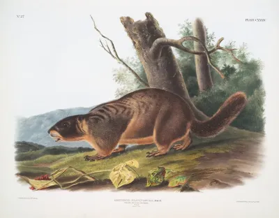 Arctomys Flaviventer Yellow Bellied Marmot Male Natural Size