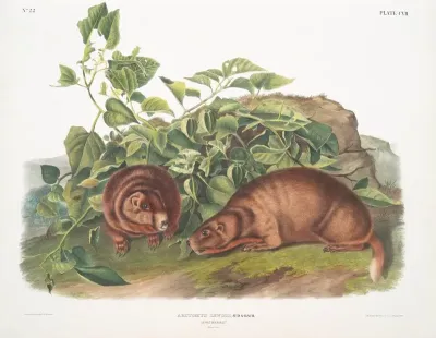 Arctomys Lewisii Lewis Marmot Natural Size