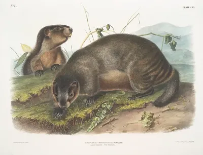 Arctomys Pruinosus Hoary Marmot The Whistler
