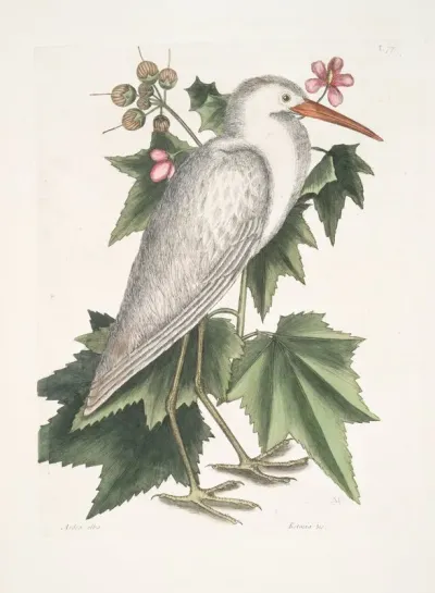 Ardea Alba The Little White Heron Ketmia C