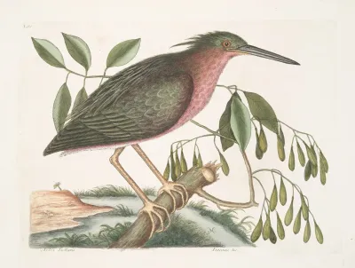 Ardea Stellaris Minima The Small Bittern Fracinus C