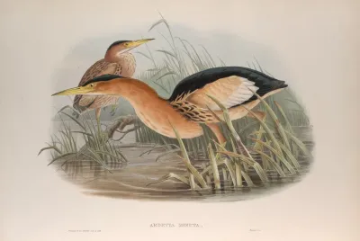 Ardetta Minuta Little Bittern