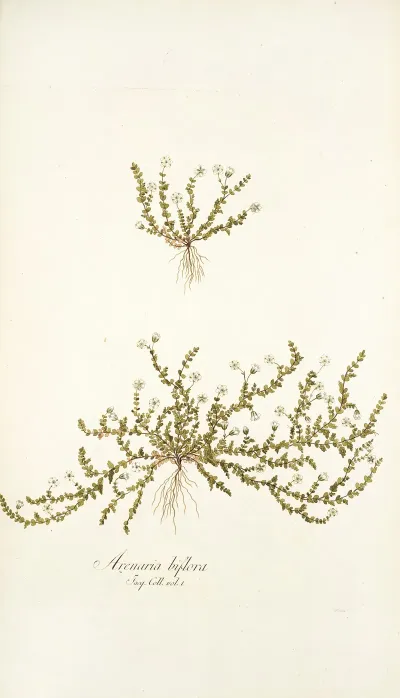 Arenaria Biflora