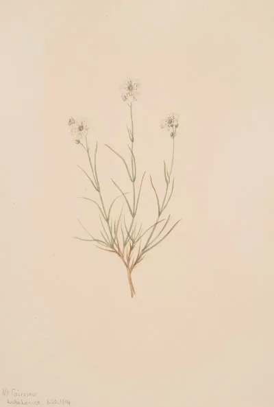 Arenaria Formosa