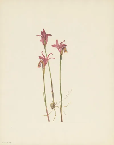 Arethusa Arethusa Bulbosa 3