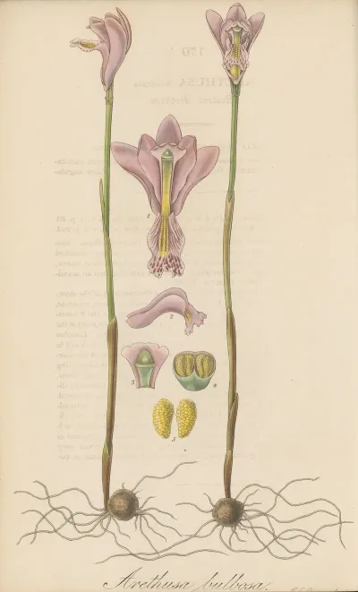 Arethusa Bulbosa