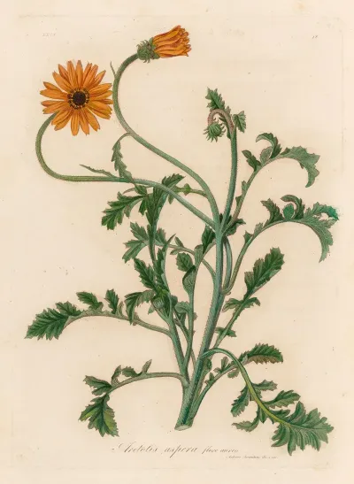 Aretotis Aspera Flore Aureo
