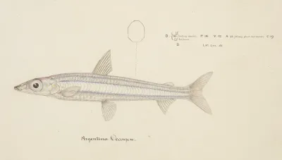 Argentina Elongata