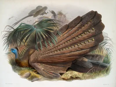 Argus Giganteus 2