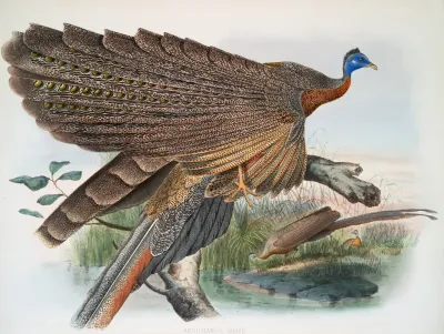 Argus Grayi 2