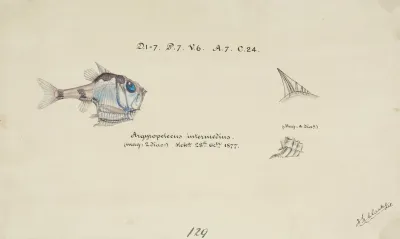Argyropelecus Hemigymnus Nz Common Hatchetfish