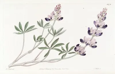 Arid Lupine