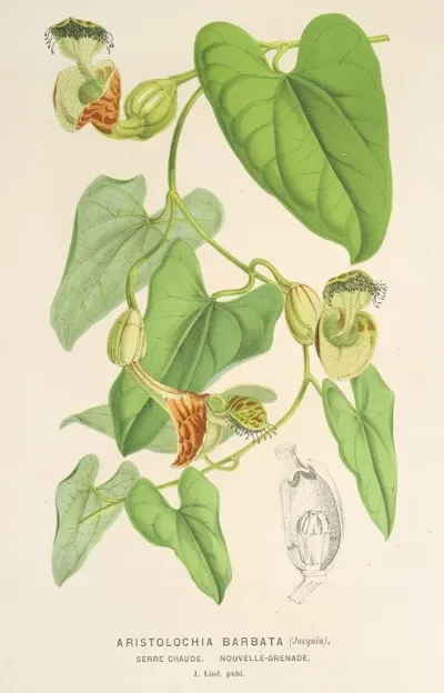 Aristolochia Barbata