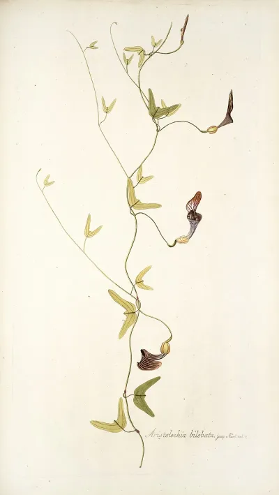 Aristolochia Bilobata