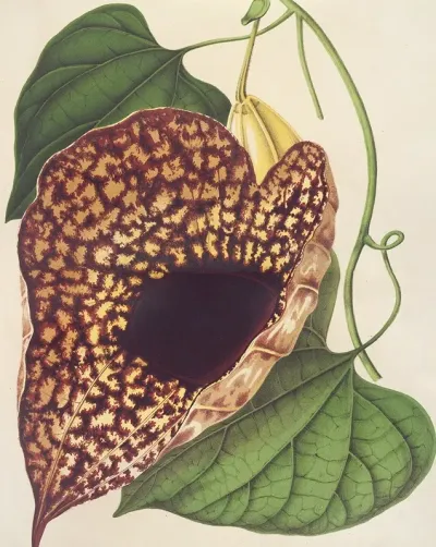 Aristolochia Cordiflora