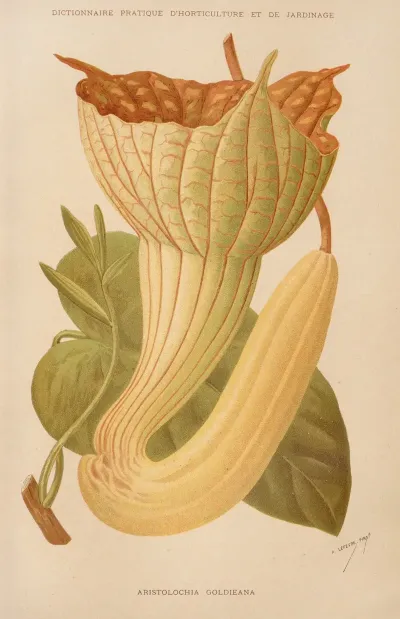 Aristolochia Goldieana