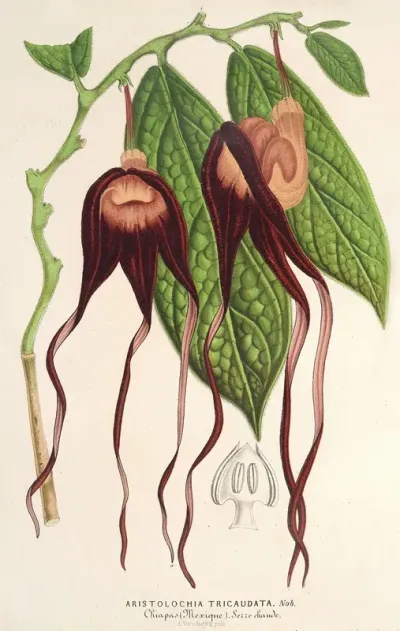 Aristolochia Tricaudata