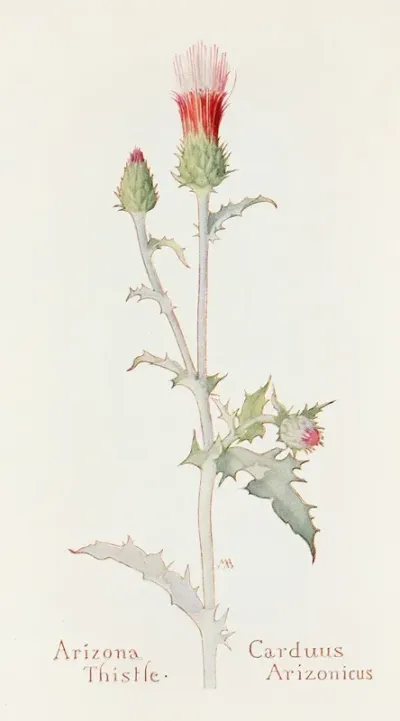 Arizona Thistle