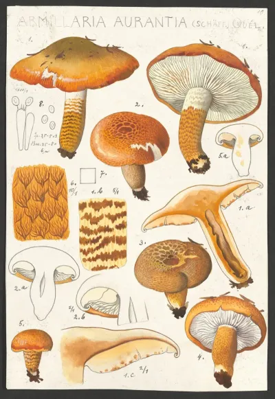 Armillaria Aurantia Schaff Quel