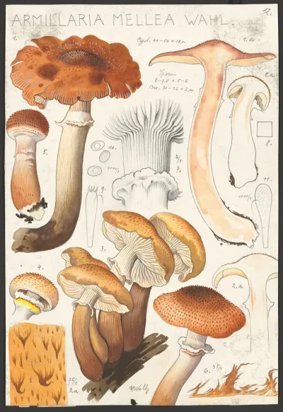 Armillaria Mellea Wahl 2