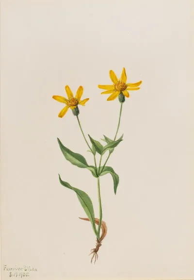 Arnica Alpina