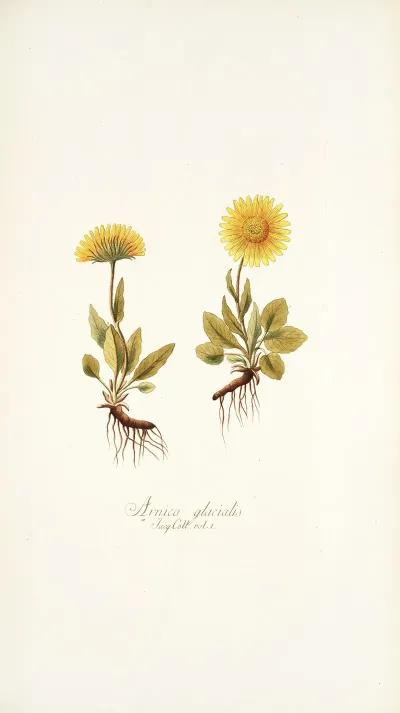 Arnica Glacialis