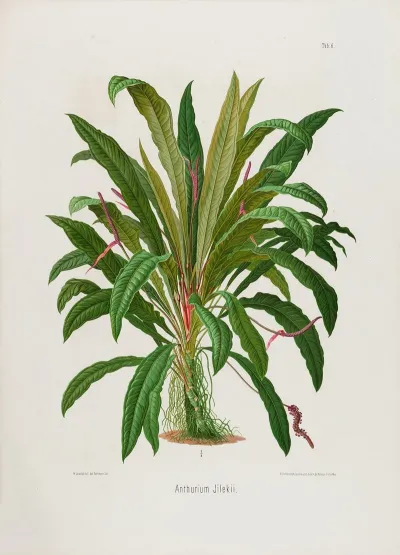 Aroideae Maximilianae Pl 06