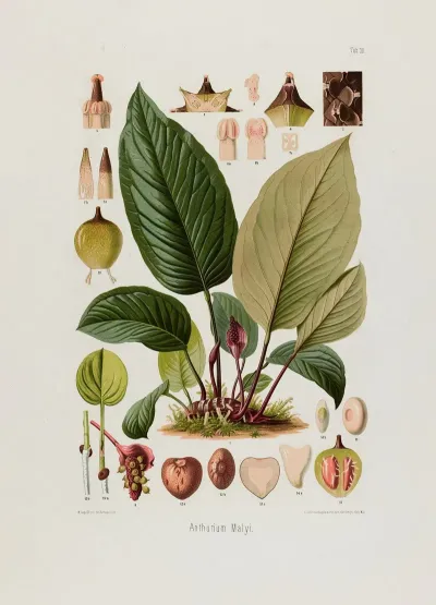 Aroideae Maximilianae Pl 10