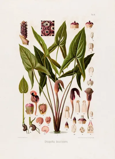 Aroideae Maximilianae Pl 16